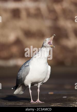 Heringsmöwe in Lebensraum. Ihr lateinischer Name ist Larus argentatus. Stockfoto