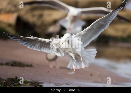 Heringsmöwe in Lebensraum. Ihr lateinischer Name ist Larus argentatus. Stockfoto