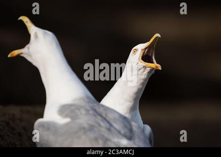 Heringsmöwe in Lebensraum. Ihr lateinischer Name ist Larus argentatus. Stockfoto