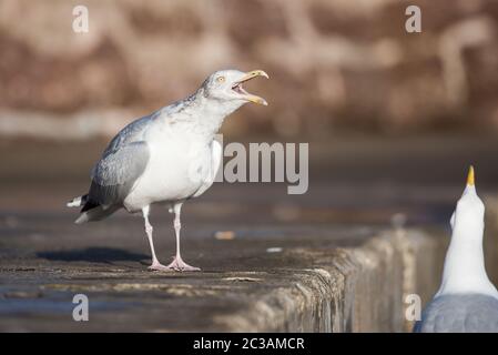 Heringsmöwe in Lebensraum. Ihr lateinischer Name ist Larus argentatus. Stockfoto