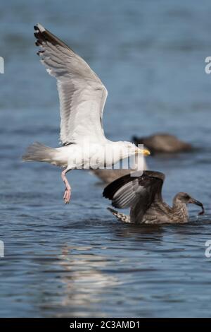 Heringsmöwe in Lebensraum. Ihr lateinischer Name ist Larus argentatus. Stockfoto