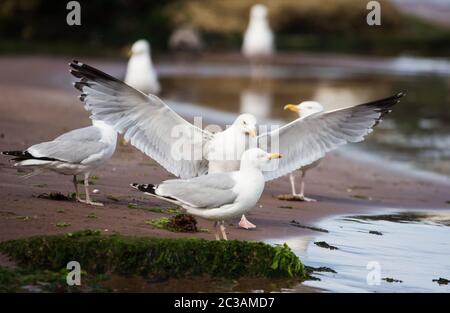 Heringsmöwe in Lebensraum. Ihr lateinischer Name ist Larus argentatus. Stockfoto