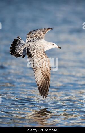 Heringsmöwe in Lebensraum. Ihr lateinischer Name ist Larus argentatus. Stockfoto