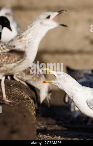 Heringsmöwe in Lebensraum. Ihr lateinischer Name ist Larus argentatus. Stockfoto