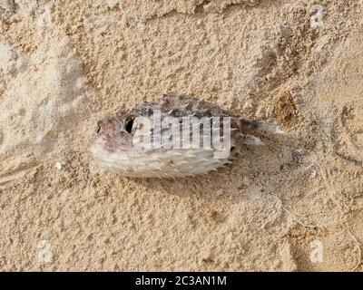 Toter Kugelfisch; Blasfisch; Kugelfisch am Sandstrand im Erdgeschoss Stockfoto