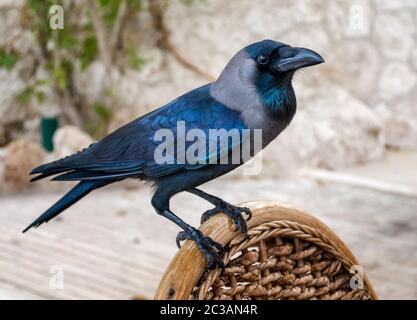 Schwarzer Rabe auf einem Holzstuhl sitzend Stockfoto