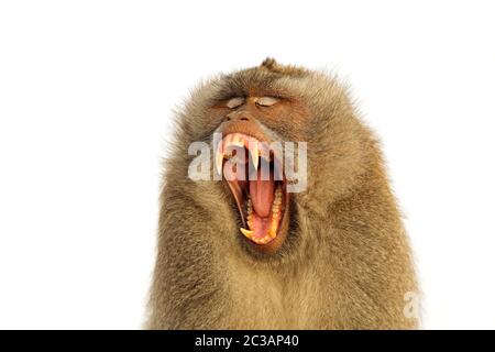 Porträt eines aggressiven Balinesischen Long-tailed Affe (Macaca fascicularis) isoliert auf weißem Stockfoto