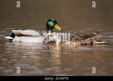 Paar Mallard Duck. Ihr lateinischer Name sind Anas platyrhynchos. Stockfoto