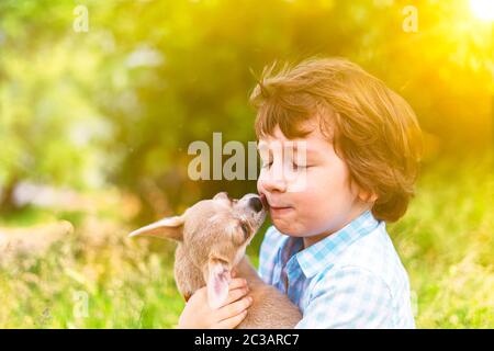 Chihuahua Hund leckt kleines lachendes Kind Gesicht aus nächster Nähe. Portrait eines glücklichen kaukasischen Jungen Kid Umarmung eines Welpen an sonnigen Tag im Park auf Gras und Stockfoto