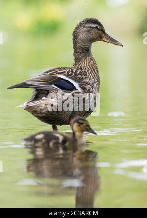 Weibchen der Mallard Ente mit Nestling. Ihr lateinischer Name ist Anas platyrhynchos. Stockfoto