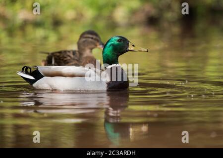 Paar Mallard Duck. Ihr lateinischer Name sind Anas platyrhynchos. Stockfoto