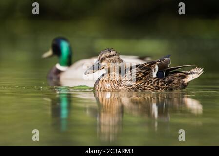 Paar Mallard Duck. Ihr lateinischer Name sind Anas platyrhynchos. Stockfoto