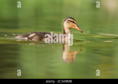 Eingebettet in Mallard Duck. Sein lateinischer Name ist Anas platyrhynchos. Stockfoto