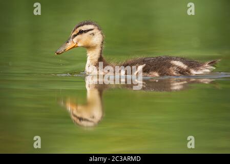 Eingebettet in Mallard Duck. Sein lateinischer Name ist Anas platyrhynchos. Stockfoto