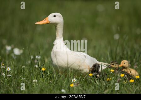 Leukistinnen der Mallard Duck mit Nestlingen. Ihr lateinischer Name ist Anas platyrhynchos. Stockfoto