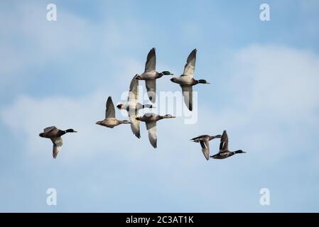 Schwarm von Mallard Duck im Flug in den Himmel. Ihr lateinischer Name sind Anas platyrhynchos Stockfoto