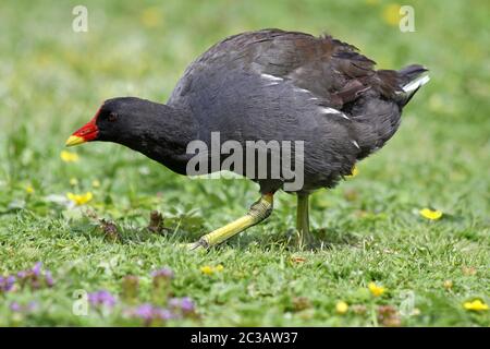 Gemeinsamen Moorhen Gallinula chloropus Stockfoto