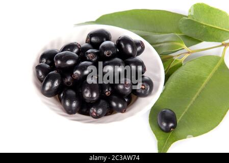 Jambolan Pflaume oder Java Pflaume (Syzygium cumini) Stockfoto