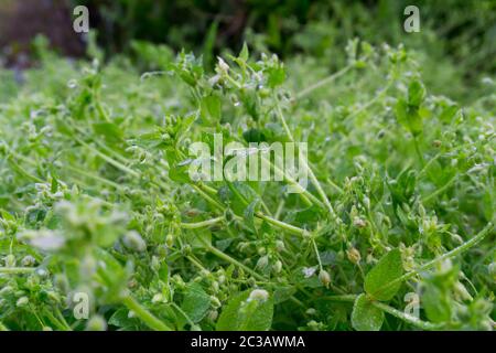 .EINE Nahaufnahme von Stellaria media, Kicherkraut. Es ist eine einjährige und mehrjährige blühende Pflanze in der Familie Caryophyllaceae [1]. Sie ist in Euras beheimatet Stockfoto