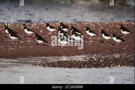 Eurasische Austernfischer am Strand. Ihr lateinischer Name ist Haematopus ostralegus. Stockfoto