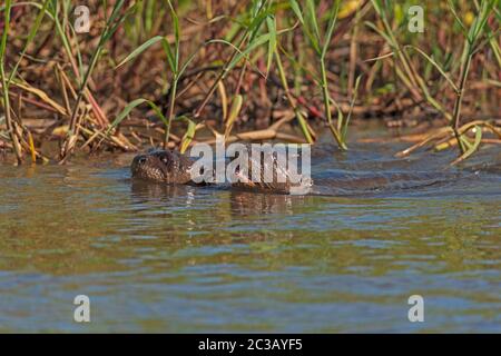 Giant River Otters Schwimmen im Cuiba River in den Pantanal Wetlands im Pantanal National Park in Brasilien Stockfoto