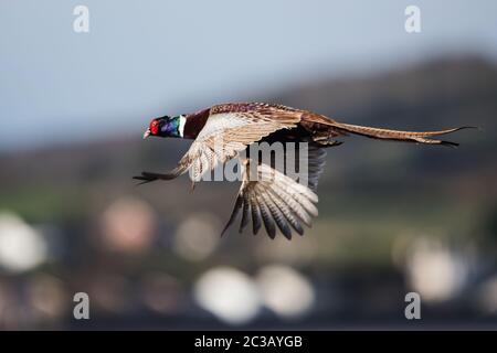 Männchen von Fasan im Flug am Himmel. Sein lateinischer Name ist Phasianus colchicus. Stockfoto