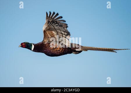 Männchen von Fasan im Flug am Himmel. Sein lateinischer Name ist Phasianus colchicus. Stockfoto