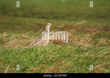 Weibchen von Fasan im Gras. Sein lateinischer Name ist Phasianus colchicus. Stockfoto