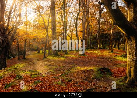 Sonnenstern, der durch Zweige in goldfarbenen Herbstbäumen im Tollymore Forest Park scheint Stockfoto