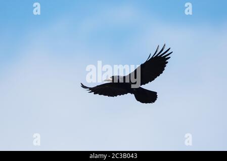 Rook im Flug in den Himmel. Sein lateinischer Name ist Corvus frugilegus. Stockfoto