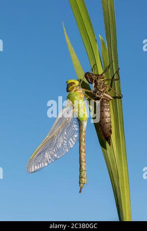 Kaiser Libelle; Anax Imperator; Emerging; Großbritannien Stockfoto