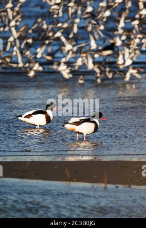 Gemeine Shelducks im Wasser. Ihr lateinischer Name ist Tadorna tadorna. Stockfoto