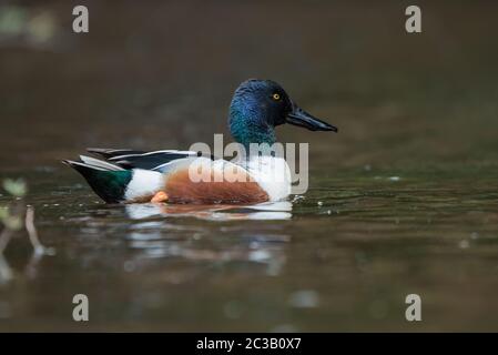 Männchen von Northern Shoveler auf einem Wasser. Sein lateinischer Name ist Anas clypeata. Stockfoto