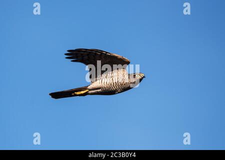 Sparrowhawk n Flug in den Himmel. Sein lateinischer Name ist Accipiter nisus. Stockfoto