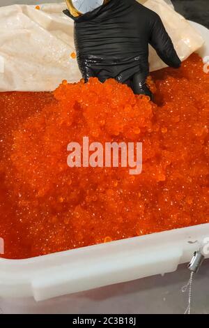 Eier mit einem Handschuher mischen. Roter Kaviar in einem Plastikbehälter. Lachskaviar, Diätkost. Stockfoto