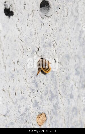 Mason Bee; Osmia rufa; Eintritt ins Insect Hotel; Großbritannien Stockfoto