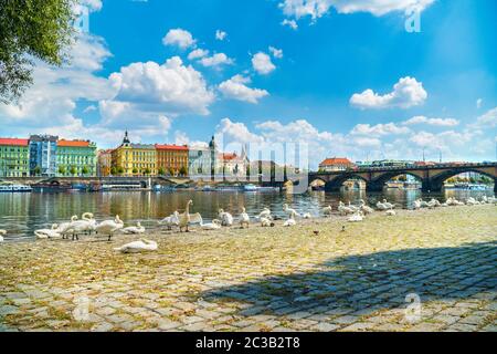 Schwanenherde am Ufer der Moldau in Prag Stockfoto