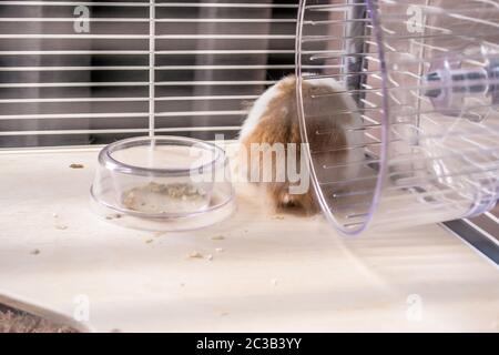 Syrischer Hamster im Hamsterkäfig Stockfoto