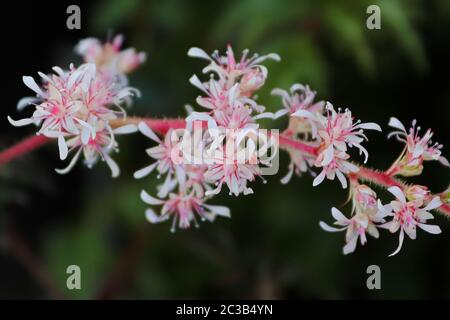 Marco Blick auf rosafarbene und weiße gestreifte astylbe Blumen. Stockfoto