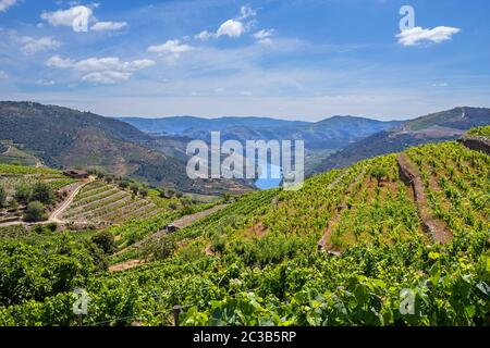 Douro Tal. Weinberge Landschaft der Portwein, in der Nähe von Pinhao Dorf, Portugal. Blick von Casal de Loivos Stockfoto