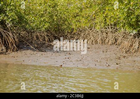 Gambia Mangroven. Green mangrove Bäume im Wald. Gambia. Stockfoto