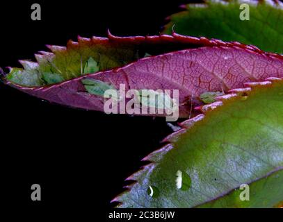 Blattläuse Befall auf Haus Garten Rosenpflanze. Stockfoto