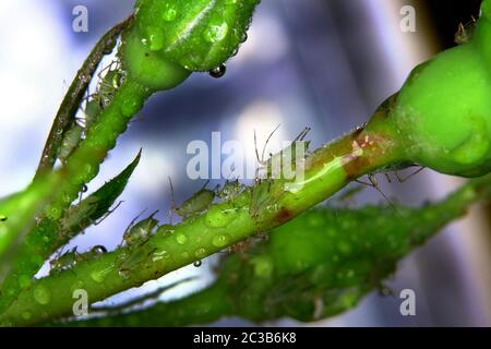 Blattläuse Befall auf Haus Garten Rosenpflanze. Stockfoto