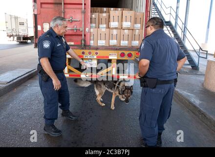 Laredo, Texas, USA, 2012: Ein US-Zoll- und Grenzschutzbeamter überprüft einen LKW, der die Grenze zwischen Mexiko und den Vereinigten Staaten überquert, mit Hilfe eines ausgebildeten Hundes auf mögliche Drogen, die im Fahrzeug versteckt sind. ©MKC / Daemmrich Photos Stockfoto