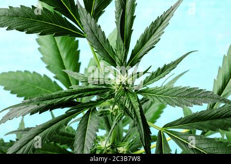 Cannabis mit lebhaften Blättern, Stigmen und Trichomen, auf blauem Grund, wachsende Marihuana-Pflanze Stockfoto