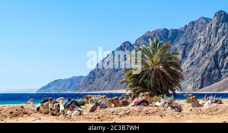 Landschaft mit einer Karawane liegen Kamele in Ägypten Dahab Süd Sinai Stockfoto