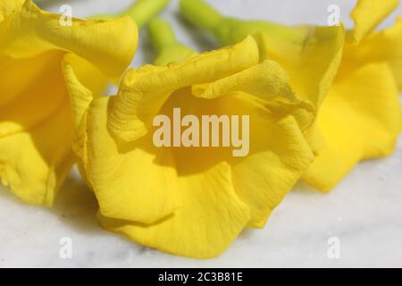 Schöne florale Hintergrund der gelben Oleander Blumen und Blütenblätter Anzeige mit selektivem Fokus. Stockfoto