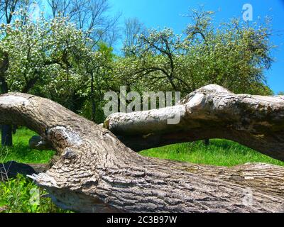 Riesige Baumstämme vor der Obstbaumwiese 2 Stockfoto