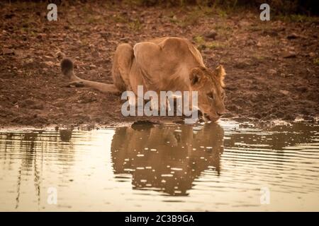 Löwin liegt das Trinken aus Teich mit Reflektion Stockfoto