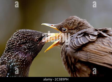 Erwachsene Starling Fütterung von Jugendlichen Mehlwürmern im städtischen Hausgarten. Stockfoto